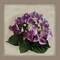 Botanical Hydrenga Poster Print by Janel Pahl - Item # VARPDXPLP142